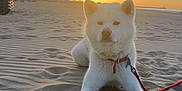 Uno participe au concours pour gagner de l'argent avec cette photo : animal, beach, calm, canine, clouds, daytime, dog, leash, nature, outdoor, peaceful, pet, portrait, relaxing, sand, scenic, sky, sunlight, sunset, white_dog