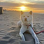 animal, beach, calm, canine, clouds, daytime, dog, leash, nature, outdoor, peaceful, pet, portrait, relaxing, sand, scenic, sky, sunlight, sunset, white_dog