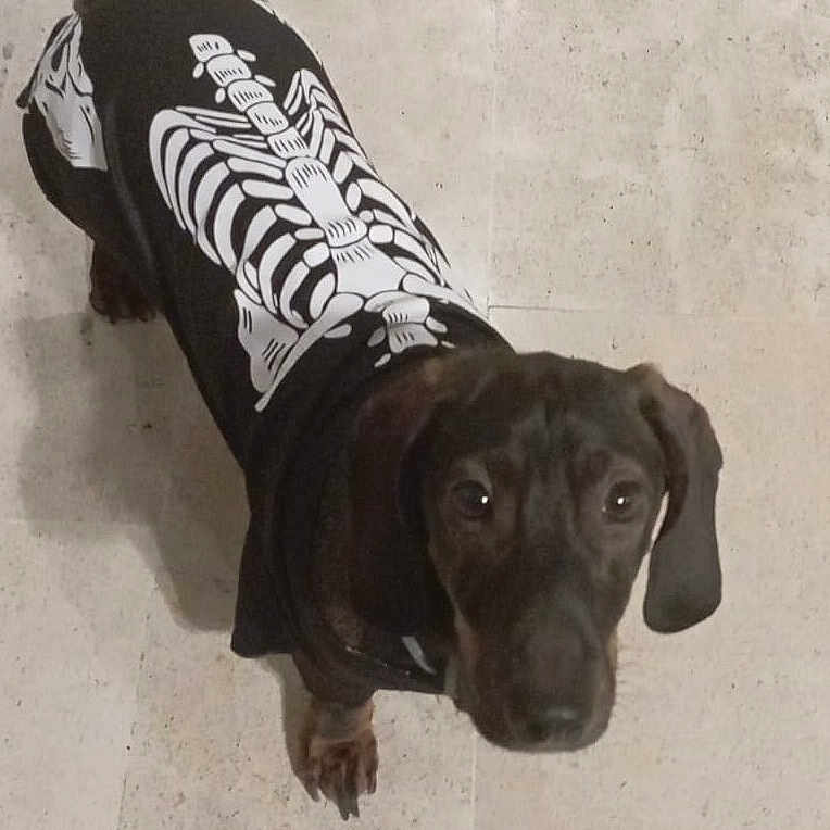 Ulk participe au concours pour gagner de l'argent avec cette photo : animal, beagle, canine, clothing, dog, footwear, greatdane, hoodie, hound, knitwear, labradorretriever, pet, pointer, policedog, puppy, shoe, snout, sweater, sweatshirt, t_shirt