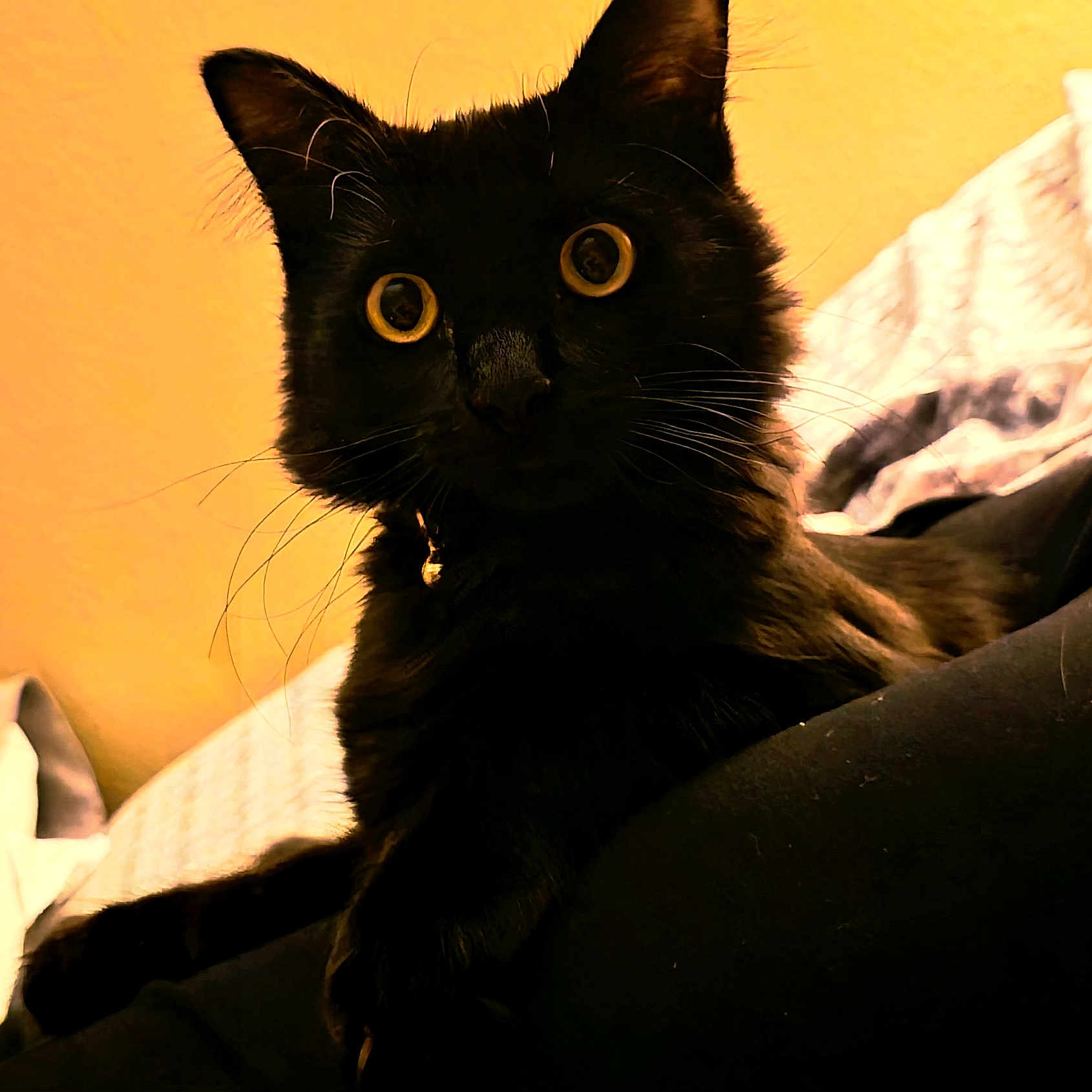 Piper joined the competition — help win amazing prizes! cat, black_cat, pet, indoor, whiskers, yellow_eyes, feline, animal, curious, close_up, fur, domestic_animal, bed, blanket, warm_lighting, resting, cute, portrait, cozy, soft_texture