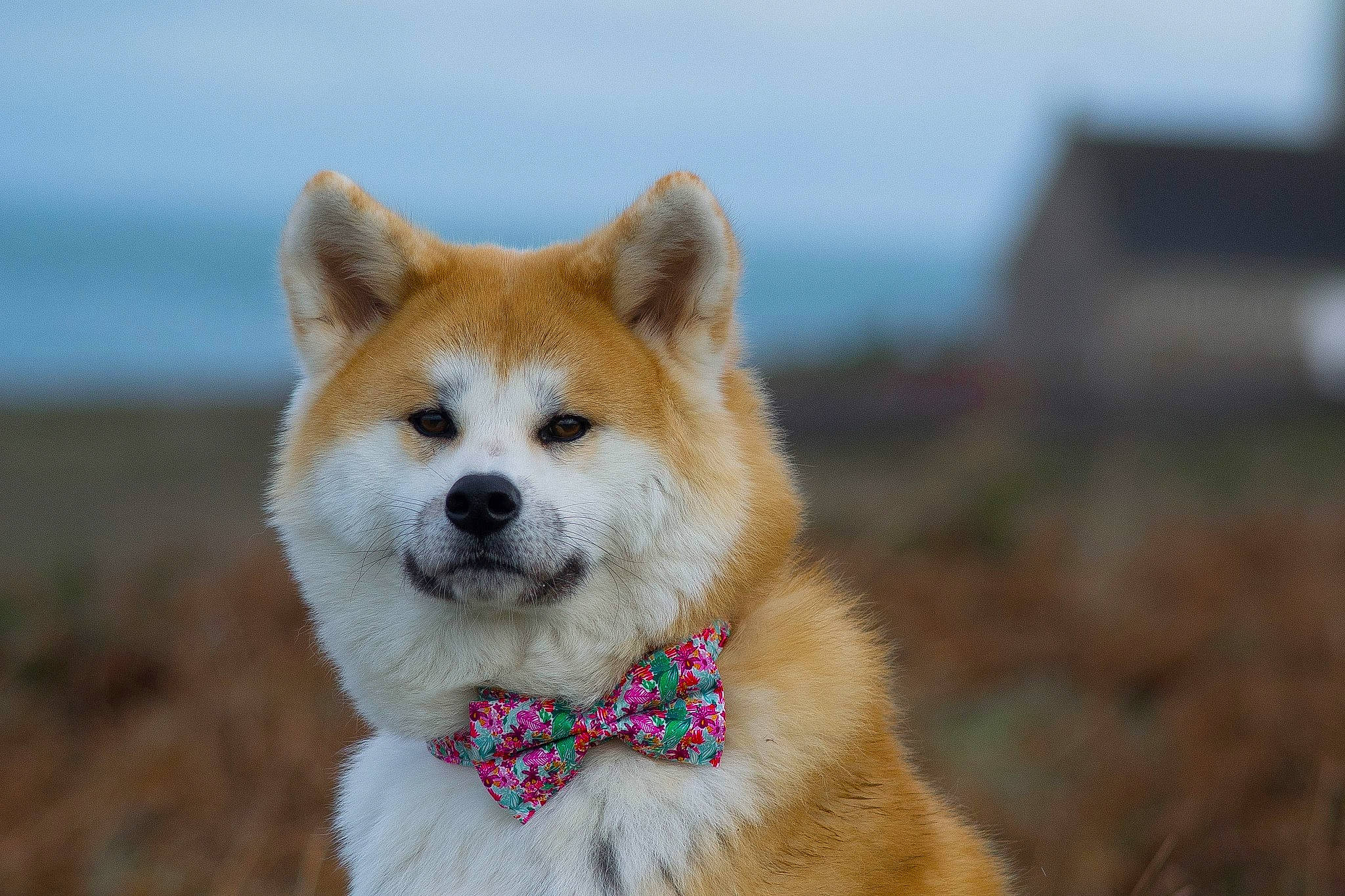 Haya a rejoint le concours — aidez-le/la à gagner de superbes lots ! akita, akita_inu, ancient_dog_breeds, canaan_dog, canidae, carnivore, dog, dog_breed, greenland_dog, hokkaido, icelandic_sheepdog, korean_jindo_dog, mammal, norwegian_buhund, rare_breed_dog, shiba_inu, snout, spitz, vertebrate, working_dog
