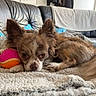 blanket, brown_dog, comfortable, couch, cozy, dog, ears, eyes, fur, furniture, home, indoor, jacket, living_room, nose, pet, photo_collage, resting, small_dog, toy