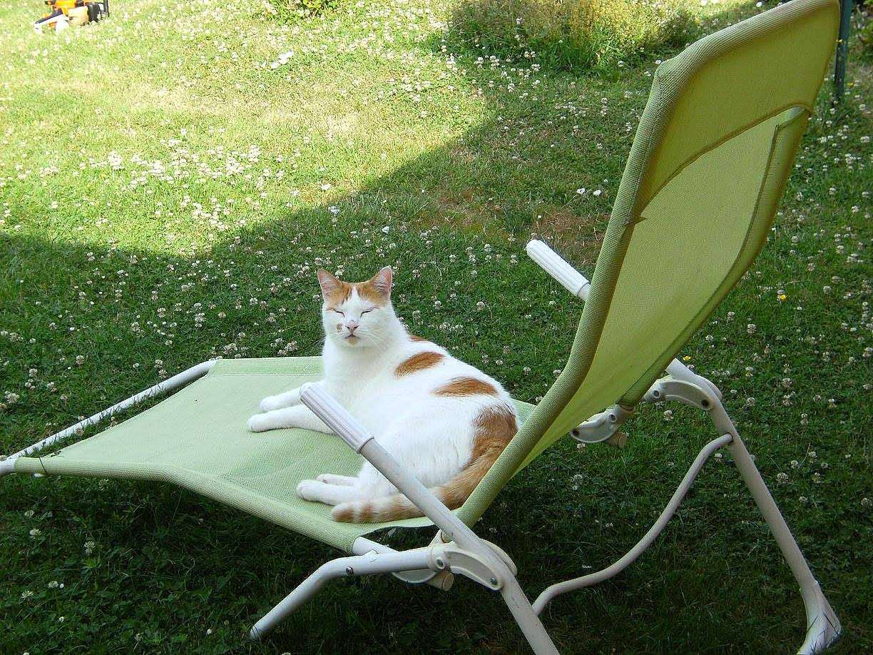 Igloo participe au concours pour gagner de l'argent avec cette photo : carnivore, cat, chair, comfort, companion_dog, fawn, felidae, grass, grass_family, lawn, leaf, leisure, outdoor_furniture, plant, shade, small_to_medium_sized_cats, table, tail, whiskers, wood