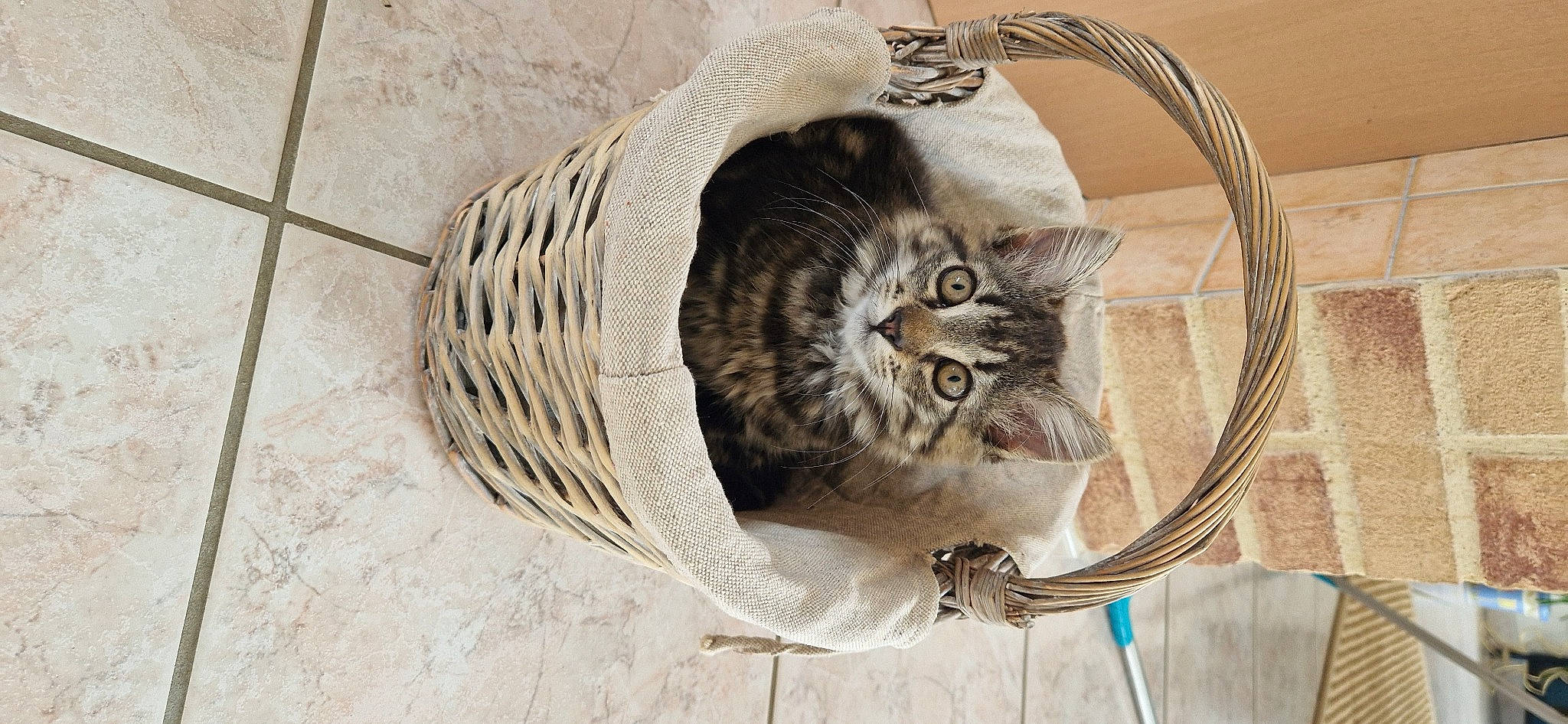 Gribouille a rejoint le concours — aidez-le/la à gagner de superbes lots ! carnivore, cat, comfort, domestic_short_haired_cat, door, felidae, fur, grey, pattern, rope, sculpture, small_to_medium_sized_cats, tail, terrestrial_animal, twig, whiskers, window, wood