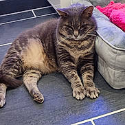 Juju a rejoint le concours — aidez-le/la à gagner de superbes lots ! cat, tabby_cat, pet_bed, pink_blanket, floor_tiles, indoor, animal, feline, resting, fur, whiskers, ears, paws, relaxed, cozy, home, domestic_cat, cute, mammal, laying_down