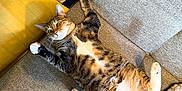 Tubby joined the competition — help win amazing prizes! animal, carpet, cat, clothes, couch, domestic_cat, fur, furniture, home, indoor, open_suitcase, paw, pet, relaxed, resting, surprised, tabby, upside_down, whiskers, yellow_cushion
