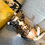 animal, carpet, cat, clothes, couch, domestic_cat, fur, furniture, home, indoor, open_suitcase, paw, pet, relaxed, resting, surprised, tabby, upside_down, whiskers, yellow_cushion