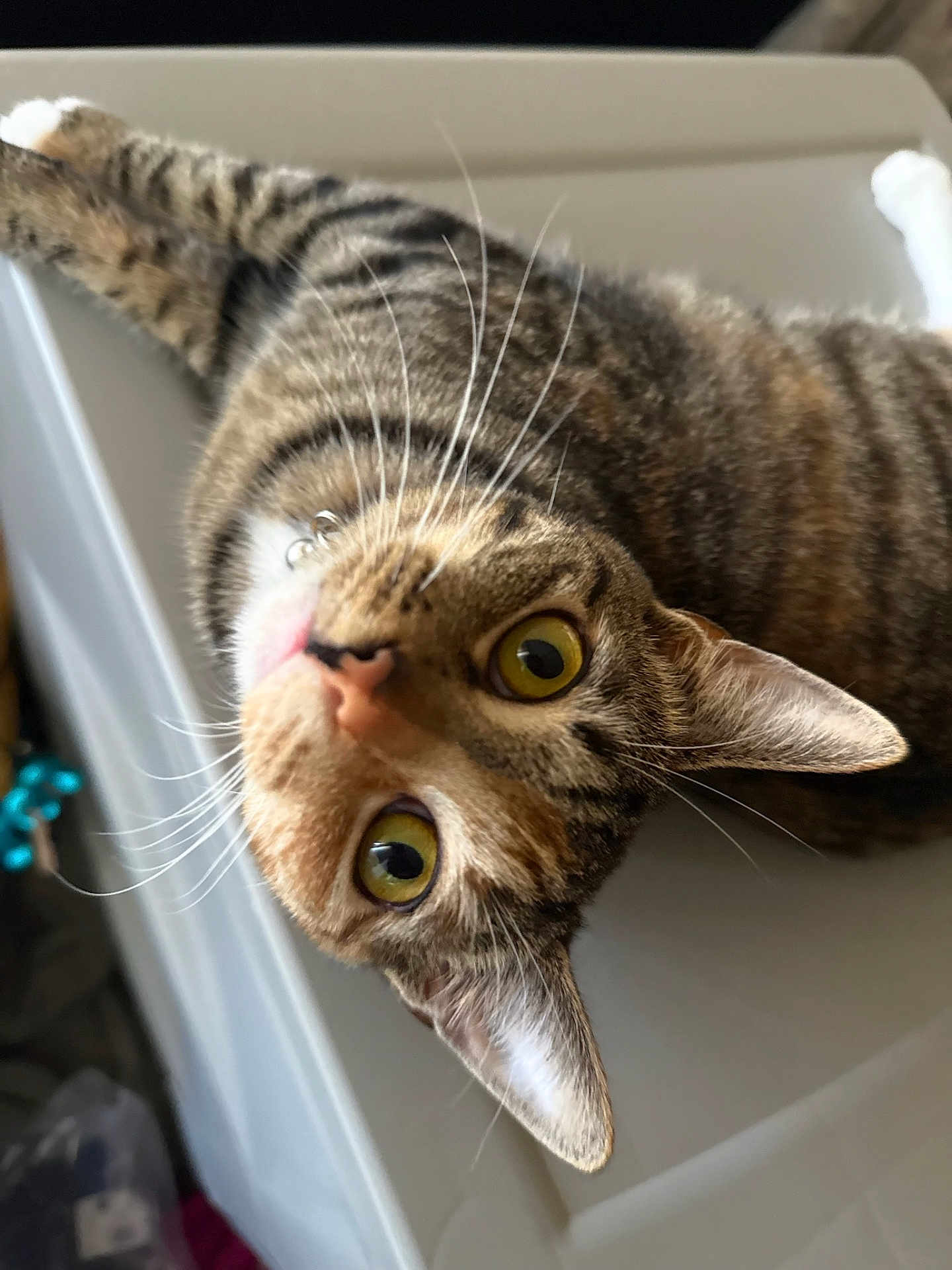 Tubby is registered to the contest to win money with this photo: animal, cat, close_up, curious, cute, domestic_cat, ears, face, feline, fur, household_pet, indoor, looking_up, mammal, pet, playful, portrait, tabby, whiskers, yellow_eyes