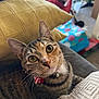 Tubby joined the competition — help win amazing prizes! animal, bow, cat, closeup, collar, couch, cozy, curious, domestic, eyes, feline, fur, gift, home, indoor, pet, pillow, relaxed, tabby, whiskers