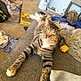 Tubby joined the competition — help win amazing prizes! bag, casual, cat, clutter, collar, container, couch, floor, fur, gray_fabric, household_items, indoor, laundry, paws, pet, relaxed, stretching, tabby_cat, whiskers, yellow_eyes