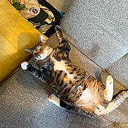Tubby joined the competition — help win amazing prizes! animal, carpet, cat, clothing, couch, domestic, expression, fabric, fur, furniture, hat, home, indoor, paws, pet, relaxed, resting, suitcase, tabby, whiskers