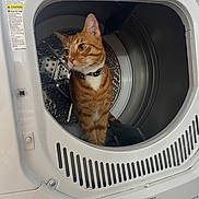 Gnocchi joined the competition — help win amazing prizes! appliance_door, cat, cleaning, close_up, collar, control_knobs, curious, domestic, dryer, feline, household_appliance, indoor, laundry_room, looking_away, metal_drum, orange_tabby, pet, warning_labels, washing_machine, white_appliance