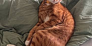 Gnocchi joined the competition — help win amazing prizes! animal, bed, blanket, cat, collar, comforter, cozy, curious, cute, domestic_animal, feline, fur, indoor, orange_tabby, pet, relaxed, resting, sleepy, tail, whiskers