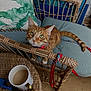 Gnocchi joined the competition — help win amazing prizes! casual, cat, chair, coffee_cup, curious, cushion, floor, foot, furniture, green_eyes, home, indoor, leash, lighter, orange_tabby, pet, pillow, relaxing, table, wicker_furniture