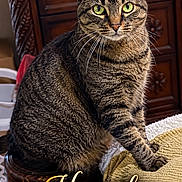 Hannah is registered to the contest to win money with this photo: cat, tabby_cat, pet, tiara, crown, royalty, portrait, sitting, indoors, wooden_furniture, chair, blanket, brown, striped_fur, green_eyes, whiskers, animal_portrait, decorative_text, paw_prints, living_room