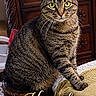 cat, tabby_cat, pet, tiara, crown, royalty, portrait, sitting, indoors, wooden_furniture, chair, blanket, brown, striped_fur, green_eyes, whiskers, animal_portrait, decorative_text, paw_prints, living_room