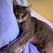 Mia joined the competition — help win amazing prizes! cat, gray_tabby, sleeping, pillow, bed, indoor, cozy, relaxed, feline, pet, whiskers, fur, stretching, rest, domestic_animal, closeup, cute, animal, calm, nap
