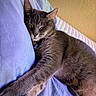 animal, bed, calm, cat, closeup, cozy, cute, domestic_animal, feline, fur, gray_tabby, indoor, nap, pet, pillow, relaxed, rest, sleeping, stretching, whiskers