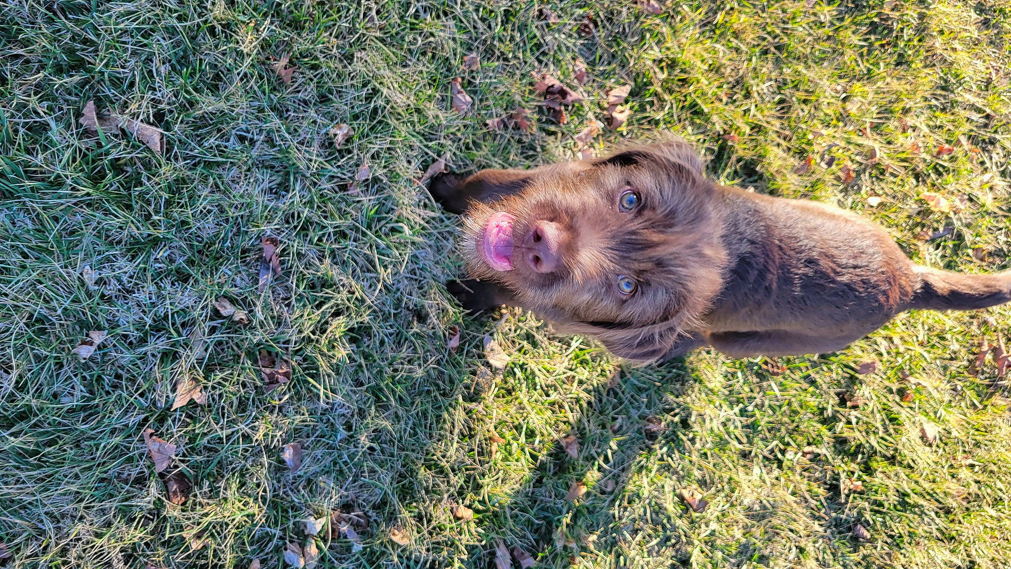 Tater is registered to the contest to win money with this photo: canidae, dog_breed, domestic_pig, event, fawn, fireworks, fur, grass, groundcover, landscape, livestock, marsupial, prairie, snout, soil, sporting_group, suidae, terrestrial_animal, wildlife