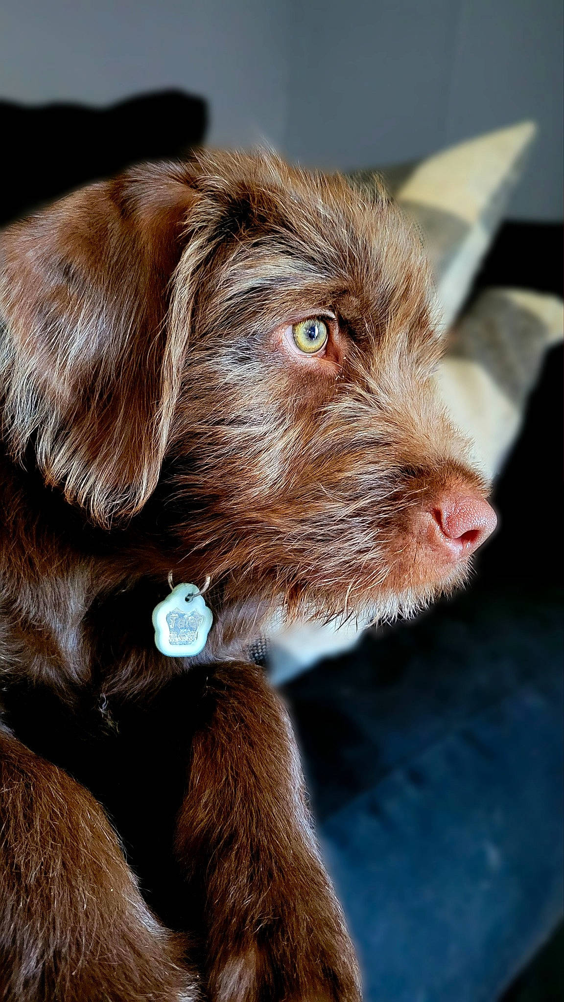 Tater joined the competition — help win amazing prizes! canidae, carnivore, collar, companion_dog, dog, dog_breed, dog_collar, ear, fur, gun_dog, hunting_dog, liver, puppy, retriever, snout, sporting_group, terrestrial_animal, whiskers, working_animal