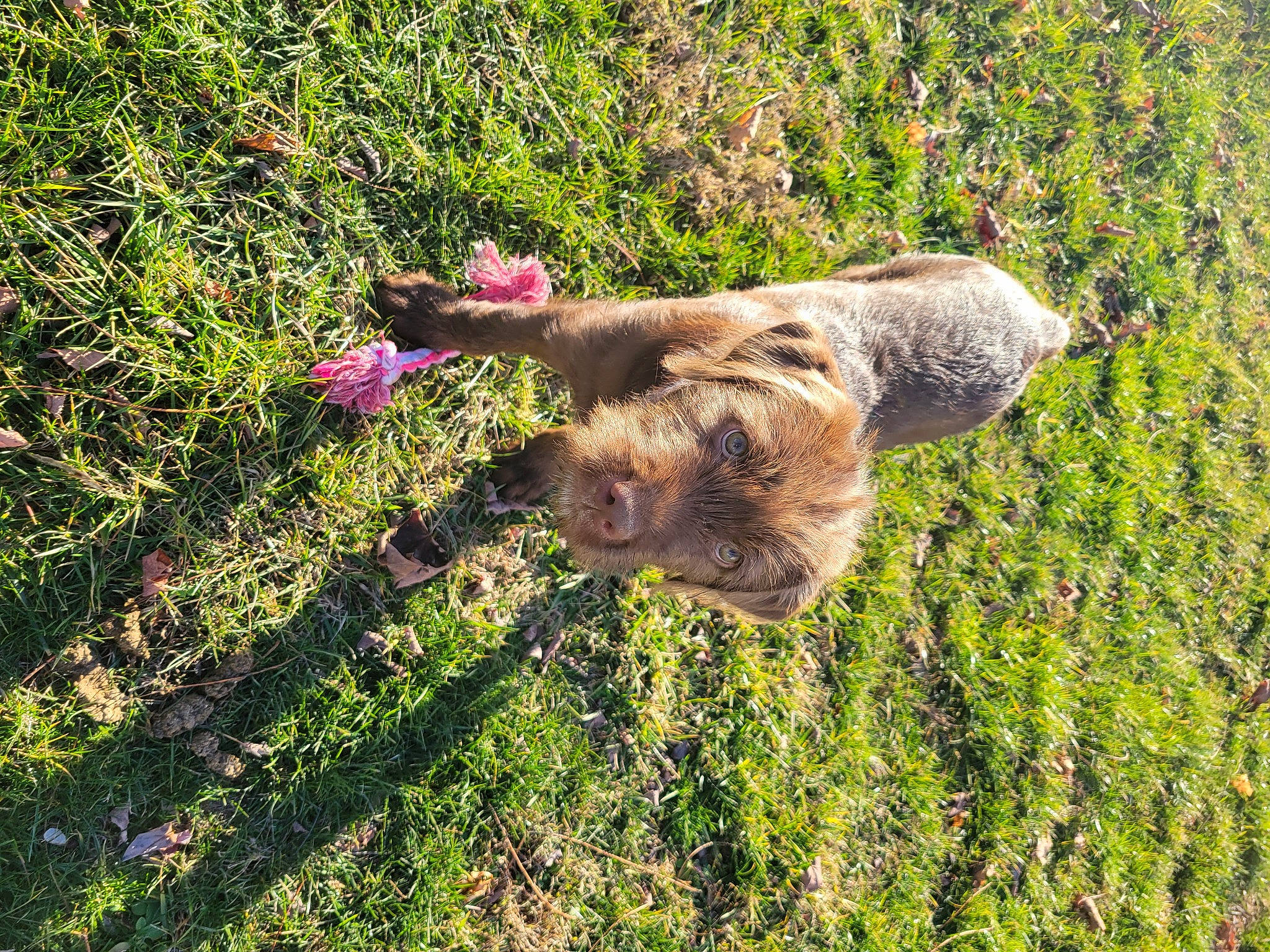 Tater is registered to the contest to win money with this photo: bovine, canidae, carnivore, dog, dog_breed, fawn, field, grass, grassland, groundcover, pasture, plant, prairie, shrub, snout, soil, sporting_group, tail, terrestrial_animal, working_animal