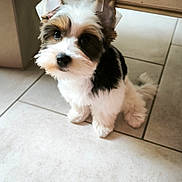 Biscotte participe au concours pour gagner de l'argent avec cette photo : adorable, animal, black, bow, brown, companion, cute, dog, ears, fluffy, fur, indoor, looking_up, pet, pet_portrait, puppy, small_dog, tile_floor, white, young_dog