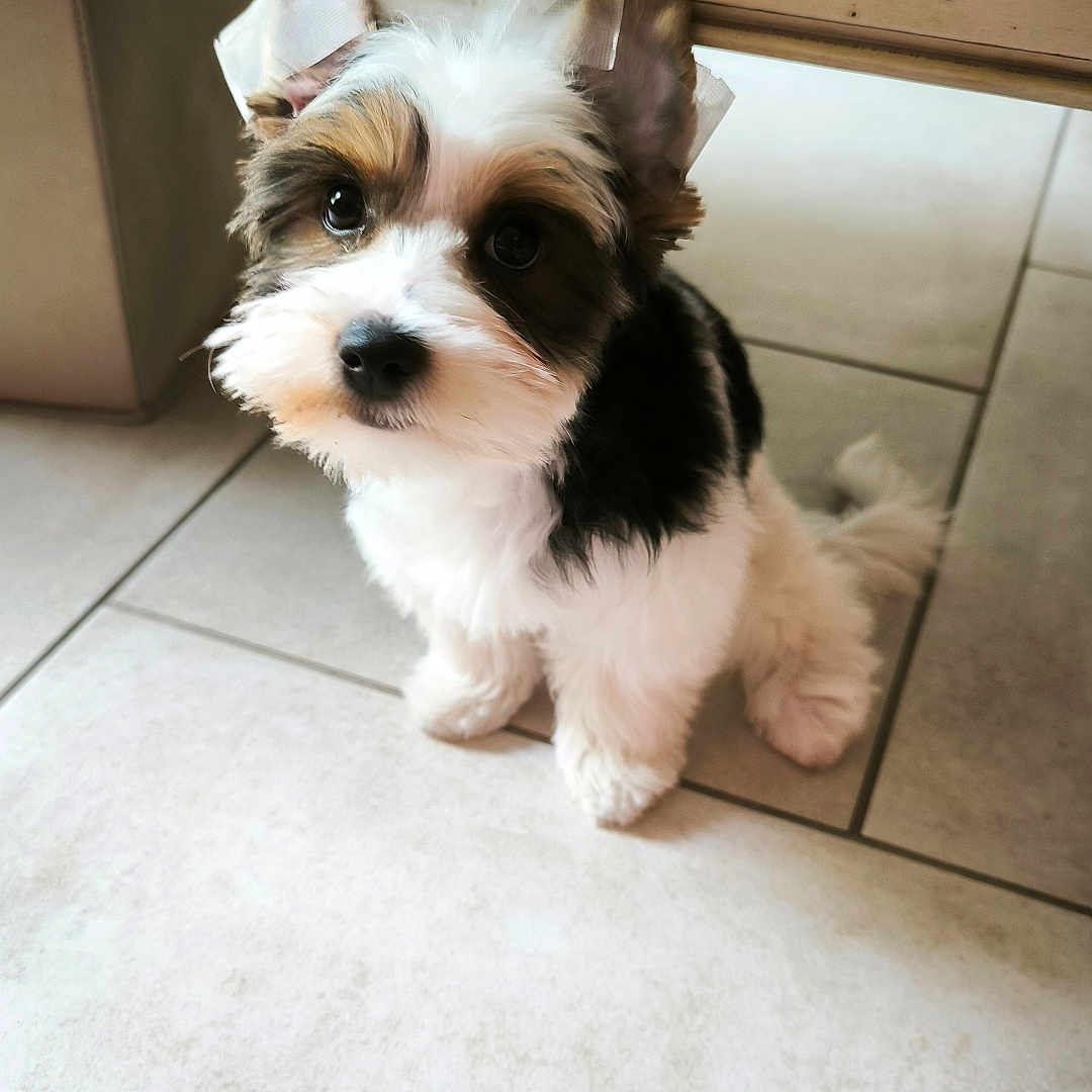 Biscotte participe au concours pour gagner de l'argent avec cette photo : adorable, animal, black, bow, brown, companion, cute, dog, ears, fluffy, fur, indoor, looking_up, pet, pet_portrait, puppy, small_dog, tile_floor, white, young_dog
