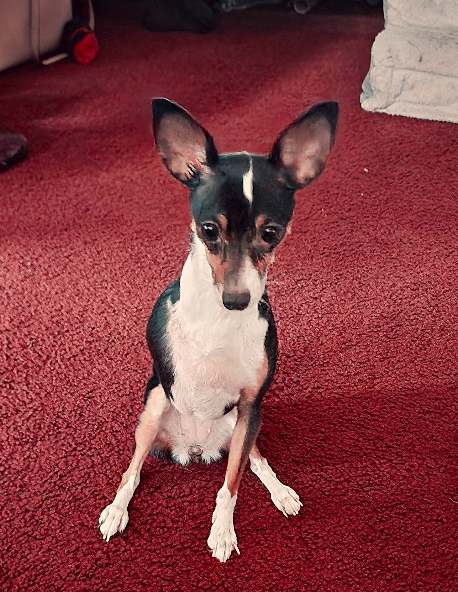 Luna is registered to the contest to win money with this photo: bored, canidae, carnivore, companion_dog, dog, dog_breed, dog_supply, ear, fawn, flooring, fur, non_sporting_group, paw, sitting, snout, sporting_group, tail, toy_dog, whiskers, working_animal