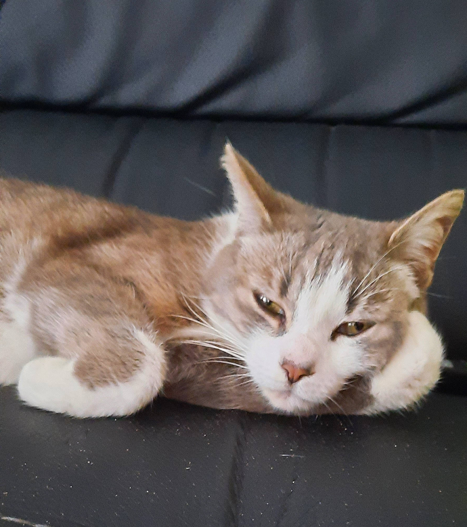 Gioia a rejoint le concours — aidez-le/la à gagner de superbes lots ! carnivore, cat, cat_supply, claw, comfort, domestic_short_haired_cat, fawn, felidae, foot, fur, nap, paw, sitting, small_to_medium_sized_cats, snout, tail, terrestrial_animal, whiskers