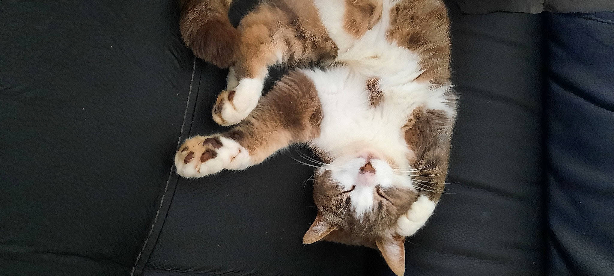 Gioia participe au concours pour gagner de l'argent avec cette photo : carnivore, cat, claw, comfort, domestic_short_haired_cat, fawn, felidae, fur, nap, paw, sleep, small_to_medium_sized_cats, snout, tail, terrestrial_animal, whiskers