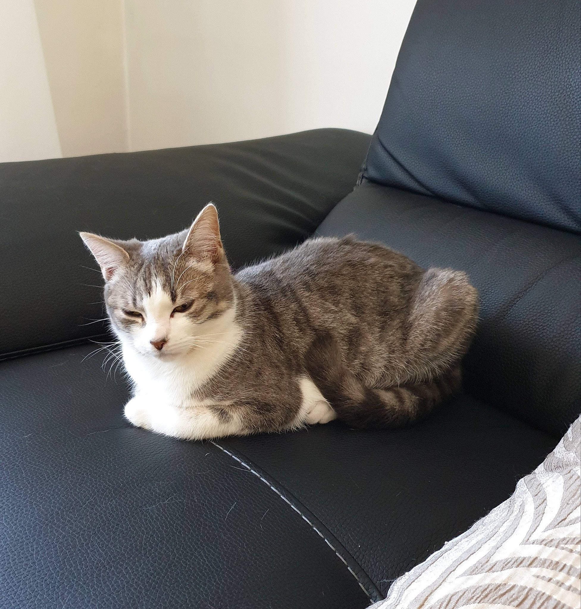 Gioia a rejoint le concours — aidez-le/la à gagner de superbes lots ! carnivore, cat, cat_furniture, cat_supply, comfort, couch, domestic_short_haired_cat, felidae, fur, grey, linens, paw, small_to_medium_sized_cats, snout, table, tail, tree, whiskers, window, wood