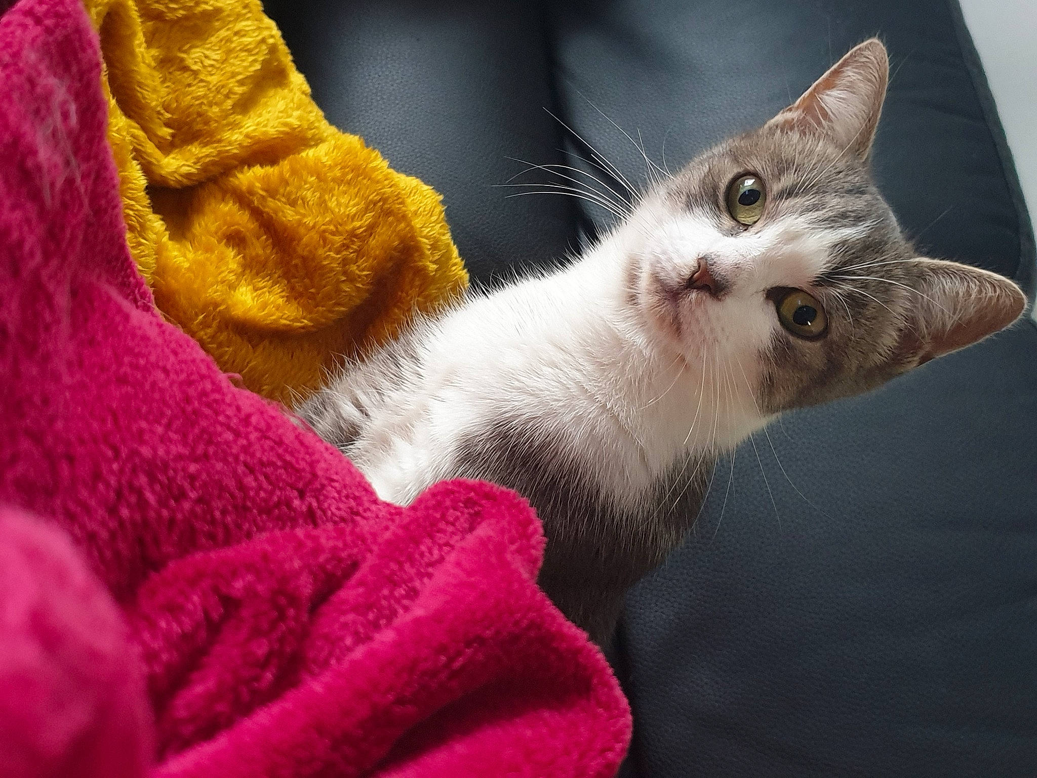 Gioia participe au concours pour gagner de l'argent avec cette photo : carnivore, cat, claw, close_up, comfort, domestic_short_haired_cat, felidae, fur, gesture, linens, magenta, nail, nap, paw, small_to_medium_sized_cats, snout, tail, whiskers, woven_fabric