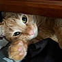 Leroy is registered to the contest to win money with this photo: animal, cat, close_up, cozy, curious, cute, feline, fur, ginger_cat, green_eyes, indoor, paw, peek, pet, pink_paw_pads, resting, soft_lighting, texture, whiskers, wooden_surface