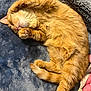 animal, blanket, cat, comfort, cozy, curled_up, cute, feline, fluffy, fur, home, indoor, napping, orange_cat, paw, pet, relaxed, resting, sleeping, soft_texture