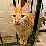 animal, cat, close_up, curious, cute, domestic_cat, door, eyes, floor_tiles, four_legs, fur, indoor, ivy, metal_railing, nose, orange_tabby, pet, playful, tongue_out, whiskers