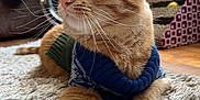 Leroy joined the competition — help win amazing prizes! animal, cat, couch, cozy, curious, domestic_animal, feline, fur, home, indoor, mammal, orange_tabby, paws, pet, relaxed, rug, scratcher, sweater, whiskers, window