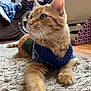 animal, cat, couch, cozy, curious, domestic_animal, feline, fur, home, indoor, mammal, orange_tabby, paws, pet, relaxed, rug, scratcher, sweater, whiskers, window