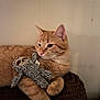 Leroy is registered to the contest to win money with this photo: animal, brown, cat, cozy, cushion, cute, feline, fur, indoor, orange_cat, paw, pet, plush_toy, relaxed, resting, sloth_toy, soft_toy, tabby, wall, whiskers