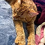 animal, blanket, cat, closeup, comfort, cozy, cute, feline, fur, home, indoor, nap, orange_tabby, paws, pet, quilt, relaxed, resting, sleeping, soft_texture