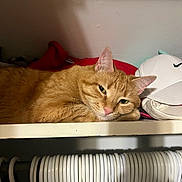 Leroy is registered to the contest to win money with this photo: cap, cat, closet, clothing, feline, fur, ginger_cat, hanger, head, indoor, nike, orange, paw, pet, portrait, relaxed, resting, shelf, sleepy, white