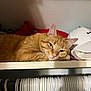 cap, cat, closet, clothing, feline, fur, ginger_cat, hanger, head, indoor, nike, orange, paw, pet, portrait, relaxed, resting, shelf, sleepy, white