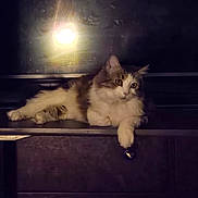 Mr. Kitty is registered to the contest to win money with this photo: animal, cat, cozy, dark_background, domestic, eyes, feline, fluffy, fur, indoor, lounging, paw, pet, portrait, quiet, relaxed, resting, warm_light, whiskers, wooden_cabinet