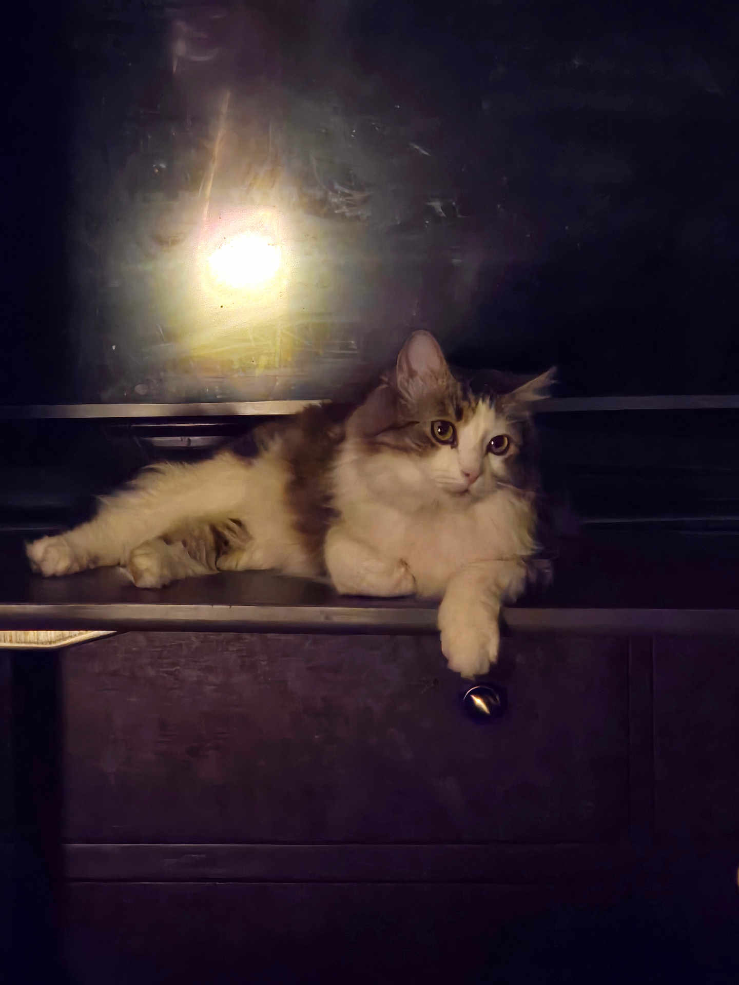 Mr. Kitty