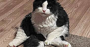 Dilbert is registered to the contest to win money with this photo: animal, black_and_white, carpet, cat, cute, domestic_cat, ears, feline, floor, fluffy, funny_pose, indoor, looking_at_camera, paws, pet, relaxed, sitting, tail, whiskers, wooden_floor