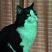 Dilbert joined the competition — help win amazing prizes! cat, black_and_white_cat, longhaired, furry, green_eyes, whiskers, pointed_ears, portrait, sitting, indoors, window_blinds, bamboo_blinds, closeup, animal, pet, fluffy_fur, alert, profile, turquoise_lighting, shadow