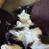 Dilbert joined the competition — help win amazing prizes! cat, black_and_white, fluffy, long_hair, pet, animal, feline, green_eyes, pink_nose, whiskers, paws, belly_up, reclining, couch, cushion, indoor, portrait, human, casual, funny