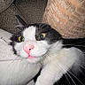 Dilbert is registered to the contest to win money with this photo: cat, black_and_white, pet, feline, close_up, portrait, wide_eyes, pink_nose, whiskers, tongue, lying_down, cushions, sofa, indoors, cozy, fur, paws, flash_photography, funny_expression, relaxed