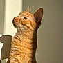 abyssinian, animal, cat, kitten, manx, pet