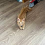 Luffy participe au concours pour gagner de l'argent avec cette photo : abyssinian, animal, broom, brush, cat, cleaning, device, hardwood, indoors, interiordesign, kitten, manx, person, pet, plywood, stainedwood, tool, wood, woodpanels
