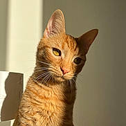 Luffy a rejoint le concours — aidez-le/la à gagner de superbes lots ! abyssinian, angora, animal, box, cat, kitten, manx, pet